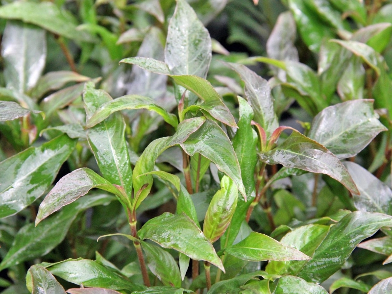 Kirschblattpflanze - Hygrophila corymbosa 'Stricta'